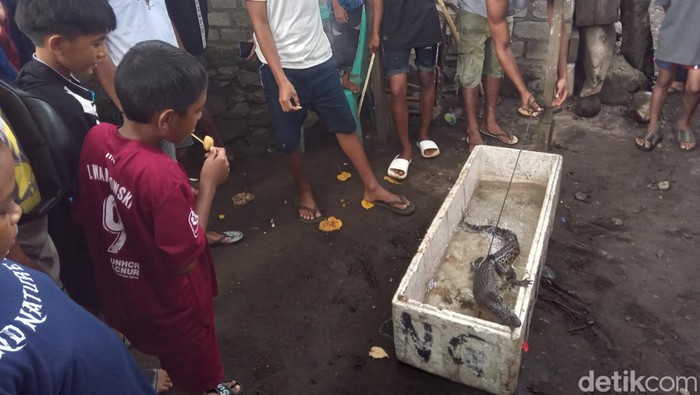 Buaya muara sepanjang 1 meter ditangkap warga Kelurahan Rum, Kota Tidore Kepulauan.