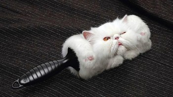 Iklan Link Roller dari 3M yang mampu mengangkat kotoran debu seperti bulu kucing. Foto: Reddit  