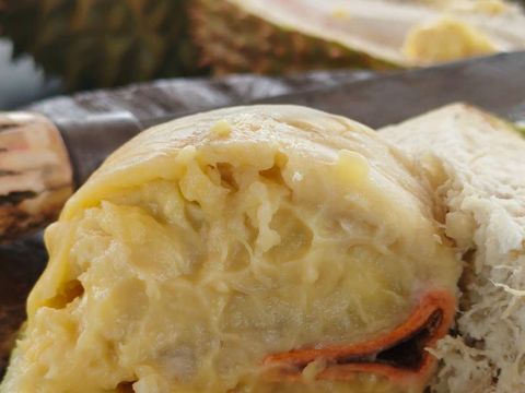 Durian Cumasi atau Namlung disebut juga oleh masyarakat lokal dengan nama durian 'tai babi'