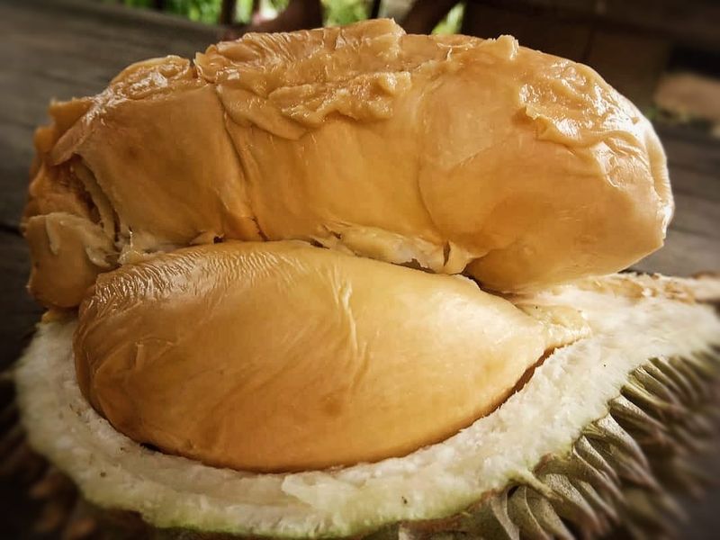 Durian Super Tembaga