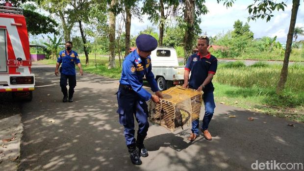 Petugas damkar Ciamis saat mengevakuasi satwa dilindungi