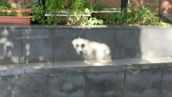 Ayo tebak ini anjing sungguhan atau hanya bayangan? (Foto: Boredpanda)