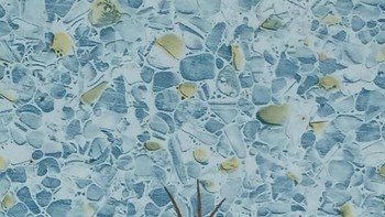 Begini bentuk bayangan laba-laba di dalam kolam renang, terlihat lebih gendut dibandingkan aslinya. (Foto: Boredpanda)  