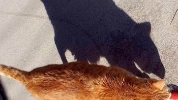 Seperti bayangan tikus tapi ternyata kucing. (Foto: Boredpanda)  