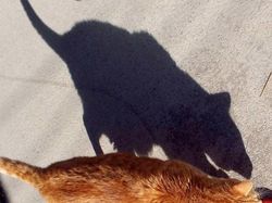 Potret Bayangan yang Bikin Mata Gagal Fokus