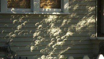 Seperti gelembung, namun ini adalah bayangan dari dedaunan. (Foto: Boredpanda)  