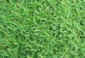 Rumput Sintetis