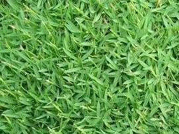 Rumput Sintetis