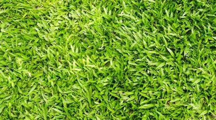 Rumput Sintetis