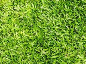 Rumput Sintetis Nggak Cuma buat Stadion tapi Juga Percantik Rumah, Ini Untung Ruginya