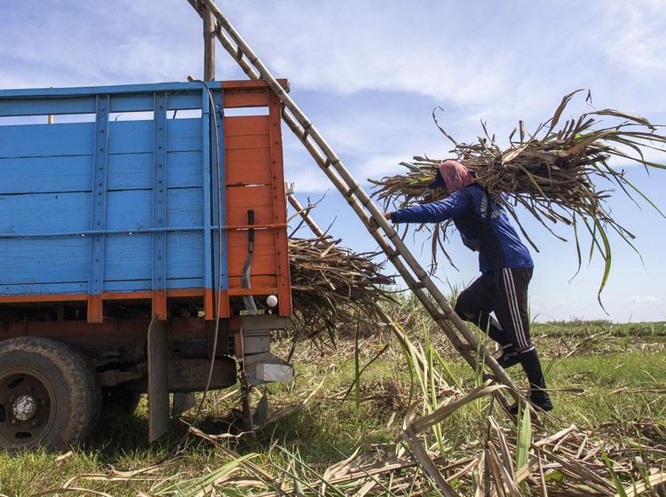 Kementan Targetkan Produksi Gula Nasional 2,74 Juta Ton