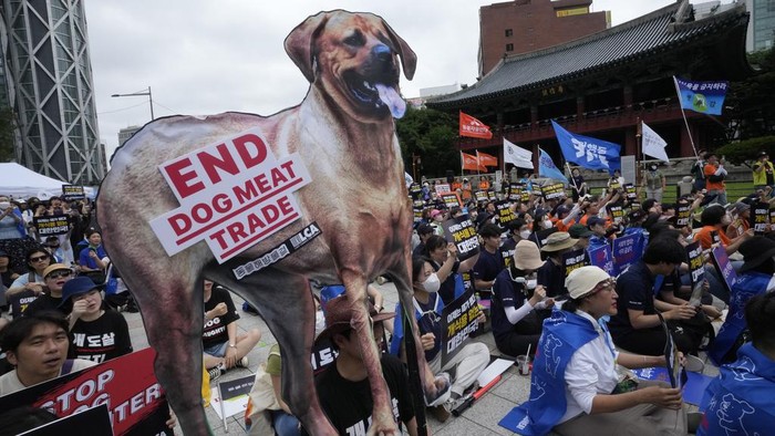 Aktivis Hewan Kecam Tradisi Makan Daging Anjing di Korea Selatan Animal rights activists with a dog image stage a rally opposing South Korea's traditional culture of eating dog meat in Seoul, South Korea, Saturday, July 8, 2023. Some South Koreans eat healthy foods such as dog meat in belief it would help them survive heat during summer, on the day known as βBok-nal,β which falls on July 11 this year. (AP Photo/Ahn Young-joon)