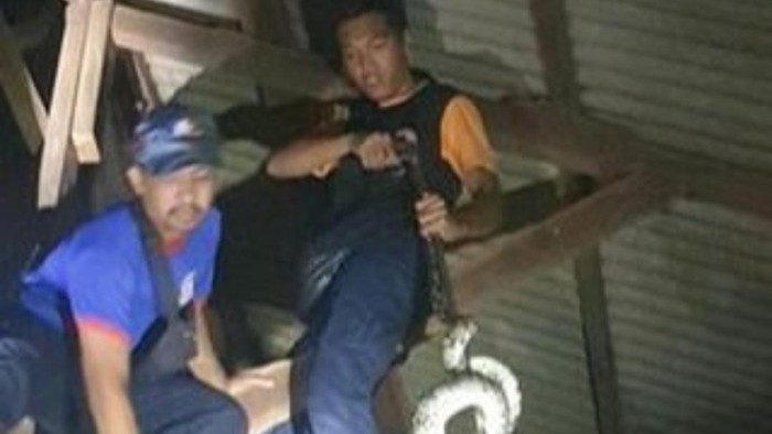 Anggota BPBD Kota Denpasar  menangkap ular di pemukiman warga di Kota Denpasar, Bali, beberapa waktu lalu