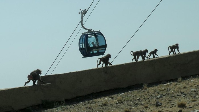 Wisatawan mengunjungi lokasi penyulingan bunga mawar untuk parfum di Thaif, Mekah, Arab Saudi, Minggu (9/7/2023). Pemerintah Arab Saudi menargetkan kunjungan wisatawan nonreligi sebanyak 100 juta turis per tahun pada 2030. ANTARA FOTO/Wahyu Putro A/tom.