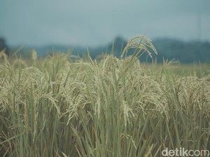 PSN hingga Perumahan Kikis Lahan Pertanian di Sukabumi