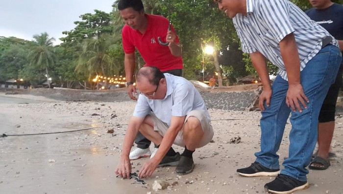Pelepasan tukik di Pantai Carita