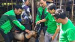 Penyaluran Sapi Kurban Satu Ton dan Ratusan Kambing ke 30 Kota