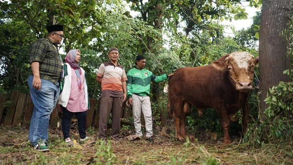 Penyaluran Sapi Kurban Satu Ton dan Ratusan Kambing ke 30 Kota