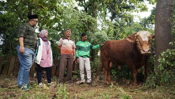 Penyaluran Sapi Kurban Satu Ton dan Ratusan Kambing ke 30 Kota Grab Indonesia menyalurkan satu ekor sapi seberat 1 ton dan ratusan ekor kambing dalam perayaan Hari Raya Idul Adha 1444 H, Kamis (29/6/2023) lalu.