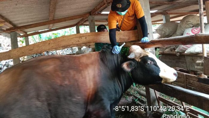 Penyuntikan vaksin ternak di Pedukuhan Jati, Kalurahan Candirejo, Kapanewon Semanu, Gunungkidul, buntut kasus antraks di wilayah tersebut. Foto diunggah pada Senin (10/7/2023).