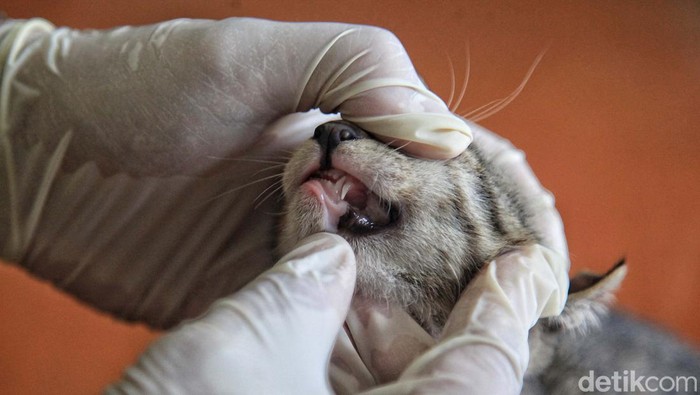 Vaksinasi rabies gratis dilakukan di Kelurahan Gunung, Kebayoran Baru, Jakarta. Tujuannya untuk mengantisipasi penyebaran penyakit rabies.