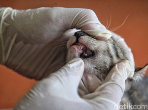 Vaksinasi Rabies Gratis bagi Hewan Peliharaan