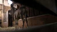 Populasi Somali Wild Ass yang tersisa, menurut IUCN, di Eritrea dan Ethiopia dengan subpopulasi terbesar yang tercatat hanya 17 ekor. Populasi telah turun 95% dalam 35 tahun terakhir di Ethiopia dan tidak diketahui apakah ada yang tersisa di Somalia.  