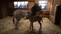 Buin, kebun binatang yang terletak di pinggiran selatan Santiago, tengah berupaya memulihkan populasi hewan bernama latin Equus africanus somaliensis itu.  