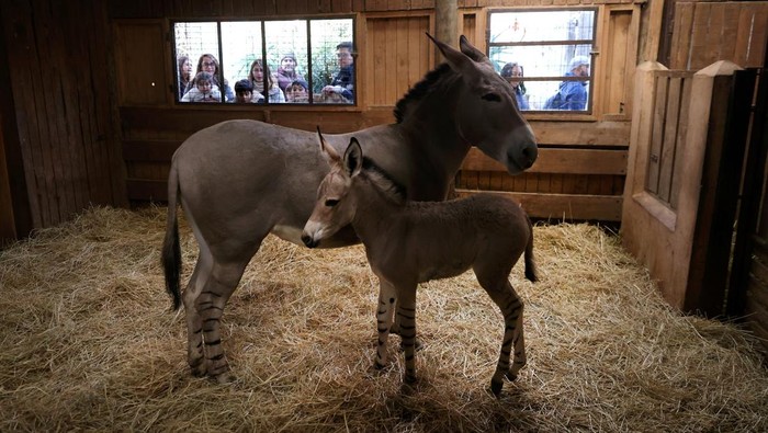 An African Somali wild foal, which was born in captivity, is shown in its enclosure for the first time to the public, as part of a conservation project of this animal in danger of extinction, at the Buin zoo, Santiago, Chile July 6, 2023. REUTERS/Ivan Alvarado