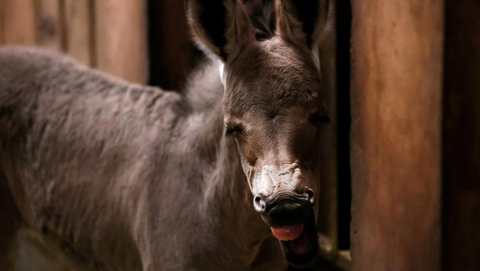 Anak Keledai Super Langka Lahir di Kebun Binatang Chili, Ini Potretnya An African Somali wild foal, which was born in captivity, is shown in its enclosure for the first time to the public, as part of a conservation project of this animal in danger of extinction, at the Buin zoo, Santiago, Chile July 6, 2023. REUTERS/Ivan Alvarado