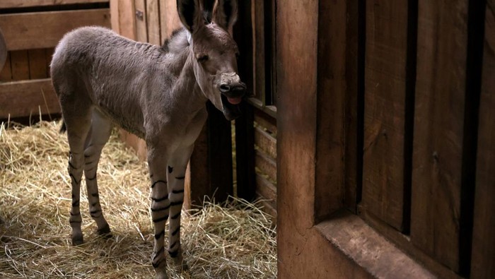 An African Somali wild foal, which was born in captivity, is shown in its enclosure for the first time to the public, as part of a conservation project of this animal in danger of extinction, at the Buin zoo, Santiago, Chile July 6, 2023. REUTERS/Ivan Alvarado