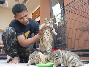Warga Pasuruan Ini Raup Cuan Jutaan dari Budi Daya Kucing Bengal