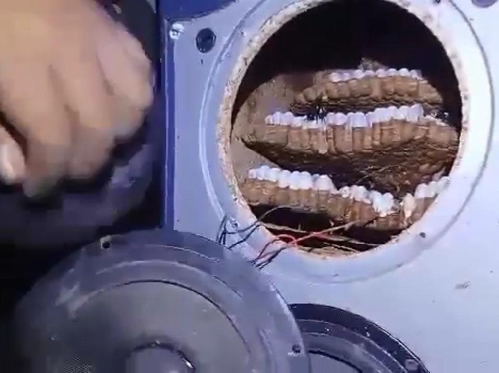 Evakuasi sarang tawon vespa di dalam speaker aktif di Klaten, Jawa Tengah, Selasa (11/7/2023).