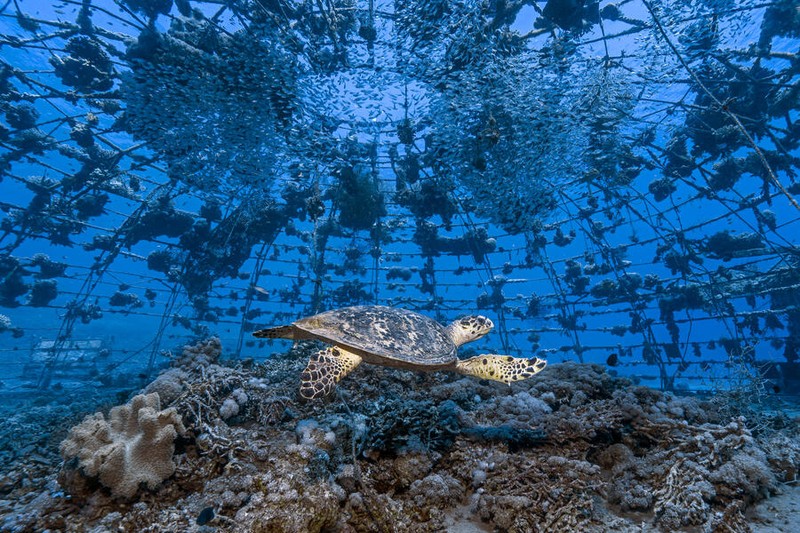 Jawara kontes foto lingkungan