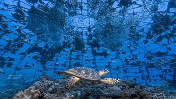 Karya Tom Shlesinger. Seekor penyu digambarkan sedang berenang di karang buatan berbentuk kubah (dikenal sebagai igloo) yang dibangun dan ditempatkan di laut lebih dari 20 tahun yang lalu. Setelah karang ditransplantasikan ke igloo, yang lain terbentuk secara alami, menarik banyak spesies ikan dan hewan laut lainnya. Foto: photocrowd