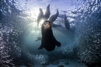 Jawara kontes foto lingkungan
