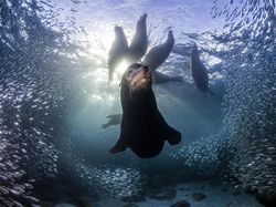 Karya Mengesankan Jawara Kontes Fotografi Lingkungan, Ada Indonesia