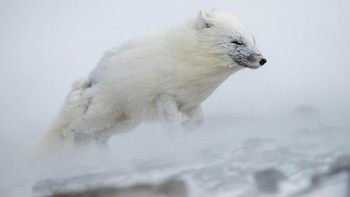 Karya Knut M Selmer. Gambar rubah Arktik yang tersapu angin ini difoto di Svalbard, Norwegia. Untuk mendapatkan makanan di semua musim, rubah harus mengatasi kondisi ekstrem Kutub Utara, tetapi ukurannya yang kecil dan bulunya yang tebal, yang sama kuatnya dengan bulu beruang, memungkinkannya bertahan dari dinginnya Kutub Utara yang ekstrem. Foto: photocrowd