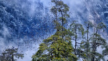 Karya Kallol Mukherjee. Sekawanan burung Grandala melakukan gumaman di ketinggian lebih dari 4.000 meter di Himalaya, saat badai salju berputar di belakang. Foto ini memenangkan juara pertama dalam kompetisi kategori Into the forest. Foto: photocrowd 