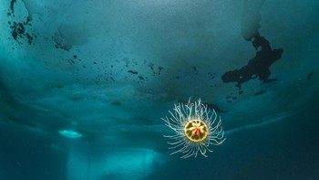 Karya Franco Banfi ini menempati posisi pertama dalam kategori Keajaiban Kutub, sebuah hidromedusa bentik kecil dengan lonceng berukuran kurang dari satu sentimeter. Gambar tersebut menyoroti organisme agar-agar yang kurang dikenal yang hidup di perairan dalam atau kutub. Foto: photocrowd