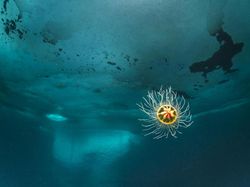 Karya Mengesankan Jawara Kontes Fotografi Lingkungan, Ada Indonesia
