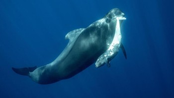Karya Franco Banfi. Seekor paus pilot sirip pendek betina digambarkan membawa anaknya yang mati di Tenerife, Spanyol. Fotografer Franco Banfi mengatakan bahwa sangat sedih menyaksikan rasa sakitnya, tetapi sangat menyentuh bahwa dia dikelilingi dan dihibur oleh anggota pod lainnya. Foto: photocrowd