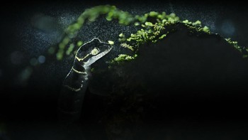 Karya Soumya Ranjan Bhattacharyya. Tokek pita deccan, spesies endemik Ghats Barat, di India, difoto di hutan hujan Amboli. Foto: photocrowd