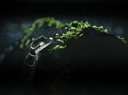 Karya Mengesankan Jawara Kontes Fotografi Lingkungan, Ada Indonesia