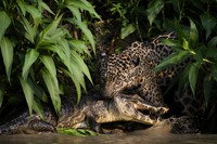 Jawara kontes foto lingkungan