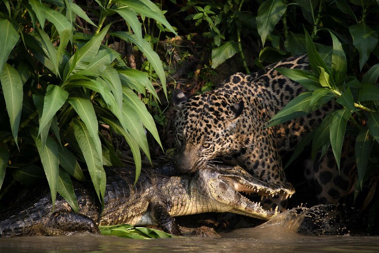 Jawara kontes foto lingkungan
