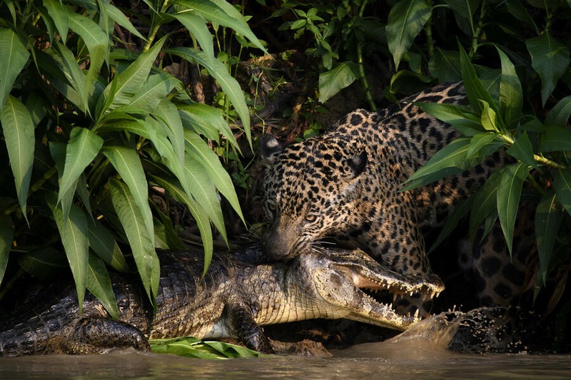 Jawara kontes foto lingkungan