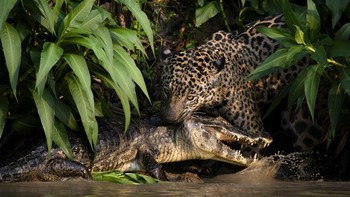 Karya Clement Fontaine. Seekor jaguar di Brasil memegang leher caiman. Jaguar menjadi semakin langka karena penggundulan hutan dan perburuan, tetapi di dataran Pantanal utara, situs Warisan Dunia UNESCO, mereka masih dapat ditemukan di habitat aslinya. Foto: photocrowd