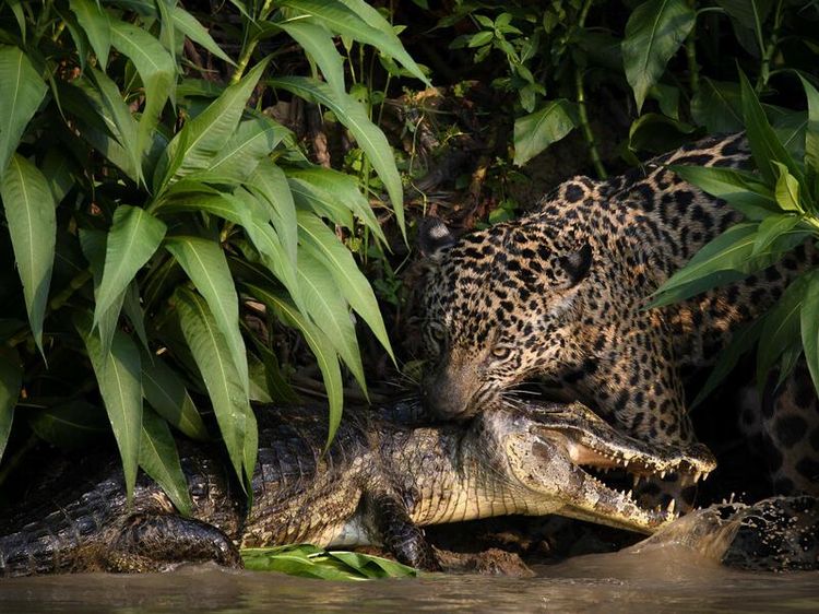 Karya Mengesankan Jawara Kontes Fotografi Lingkungan, Ada Indonesia