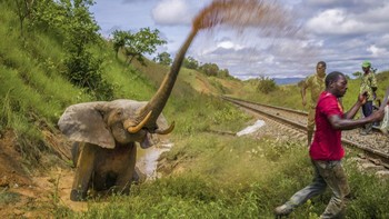 Karya Jasper Doest. Menampilkan foto seekor gajah ketakutan yang ditabrak kereta barang di Taman Nasional Lopé di Gabon memenangkan hadiah utama, menyoroti meningkatnya masalah konflik manusia-satwa liar. Foto: photocrowd